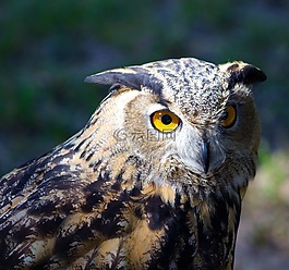 猛禽,鳥(niǎo),貓頭鷹