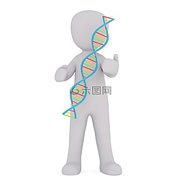 dna,白人男性,3d模型
