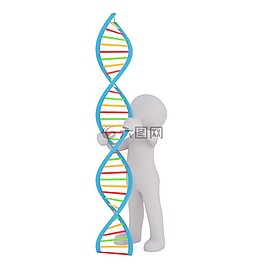 dna,白人男性,3d模型