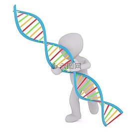 dna,白人男性,3d模型