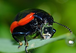 昆虫,甲虫,chrysolina