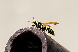 黃蜂,宏,vosika法國