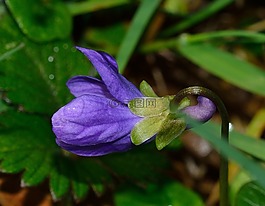 性質(zhì),花,紫