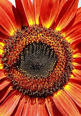 向日葵花,紅,花卉