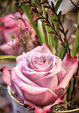 花,玫瑰,廠