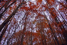 樹(shù),林,秋