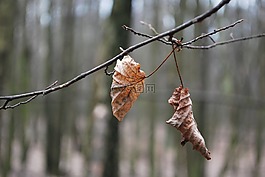 葉,秋,灰色