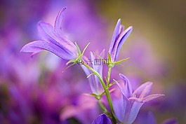 花,性質(zhì),廠