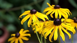 太陽帽子,夏季鮮花,閃亮coneflower