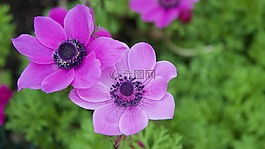 ?？?鮮花,春天