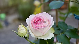 玫瑰,花園玫瑰,鮮花