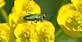 昆蟲,性質(zhì),活