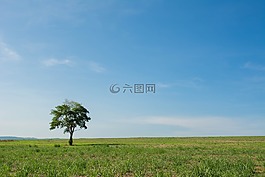 樹,廣泛的領域,視圖