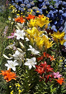 花壇,鮮花,春