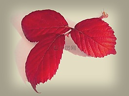 葉,紅葉,黑莓手機