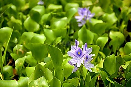 綠,花,花卉