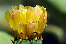 花,開花,黃色