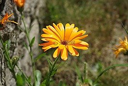 非洲菊,花,植物區(qū)系