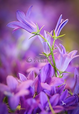 花,性質(zhì),廠