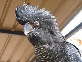 鳥,鸚鵡,動物園