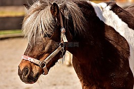 馬,動物,小馬