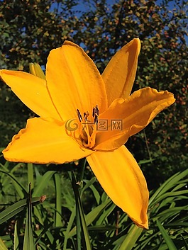 花,黃色,性質