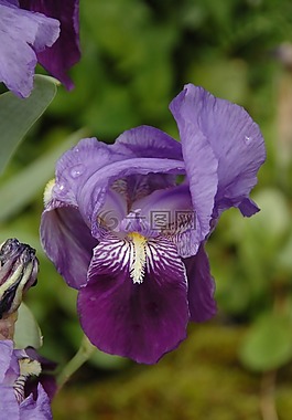 花,虹膜,紫