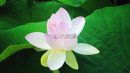 水百合,花,池塘