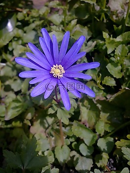 綻放,紫色的小花,花卉