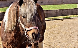 馬,動物,小馬