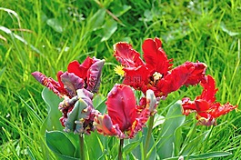 郁金香,歸入,荷蘭