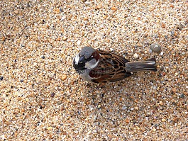 麻雀,鳥,砂