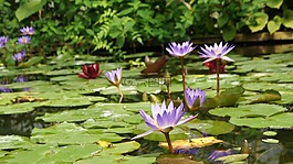 睡蓮,花,水生植物