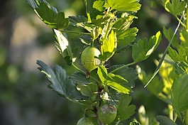 醋栗,莓果,夏季