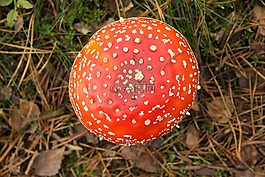 飛木耳,秋季,性質(zhì)