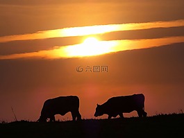 布瓦,牛,溶膠