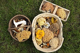 蘑菇,收集,蘑菇采摘