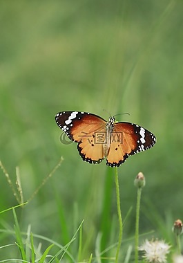 蝴蝶,自然,多彩