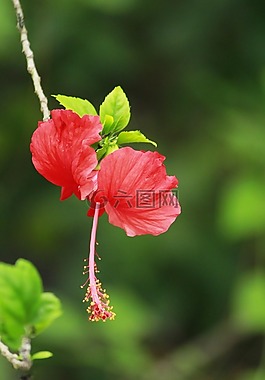 花,蝴蝶,花園