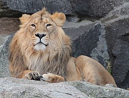 獅子,動物,動物園