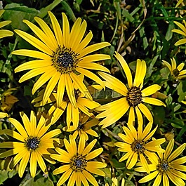 花,雛菊,鮮花