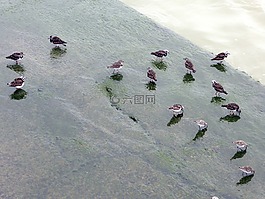 鳥,海,水