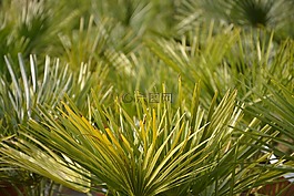 棕櫚,綠色樹葉,花園