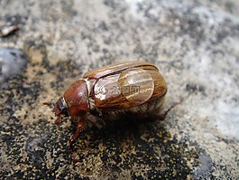 maik?fer,甲蟲,金龜子