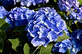 花,绣球蓝色的,显花植物