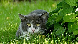 猫,宿醉,隐藏的鼻子