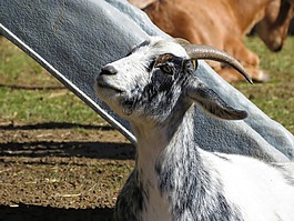 山羊,農(nóng)場動(dòng)物,動(dòng)物