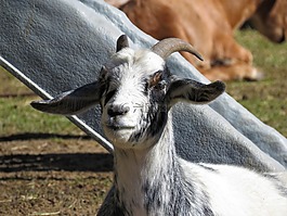 山羊,農(nóng)場動物,動物