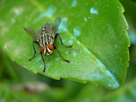 昆蟲,飛,宏