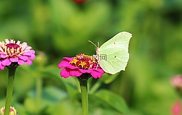 花,開花,蝴蝶